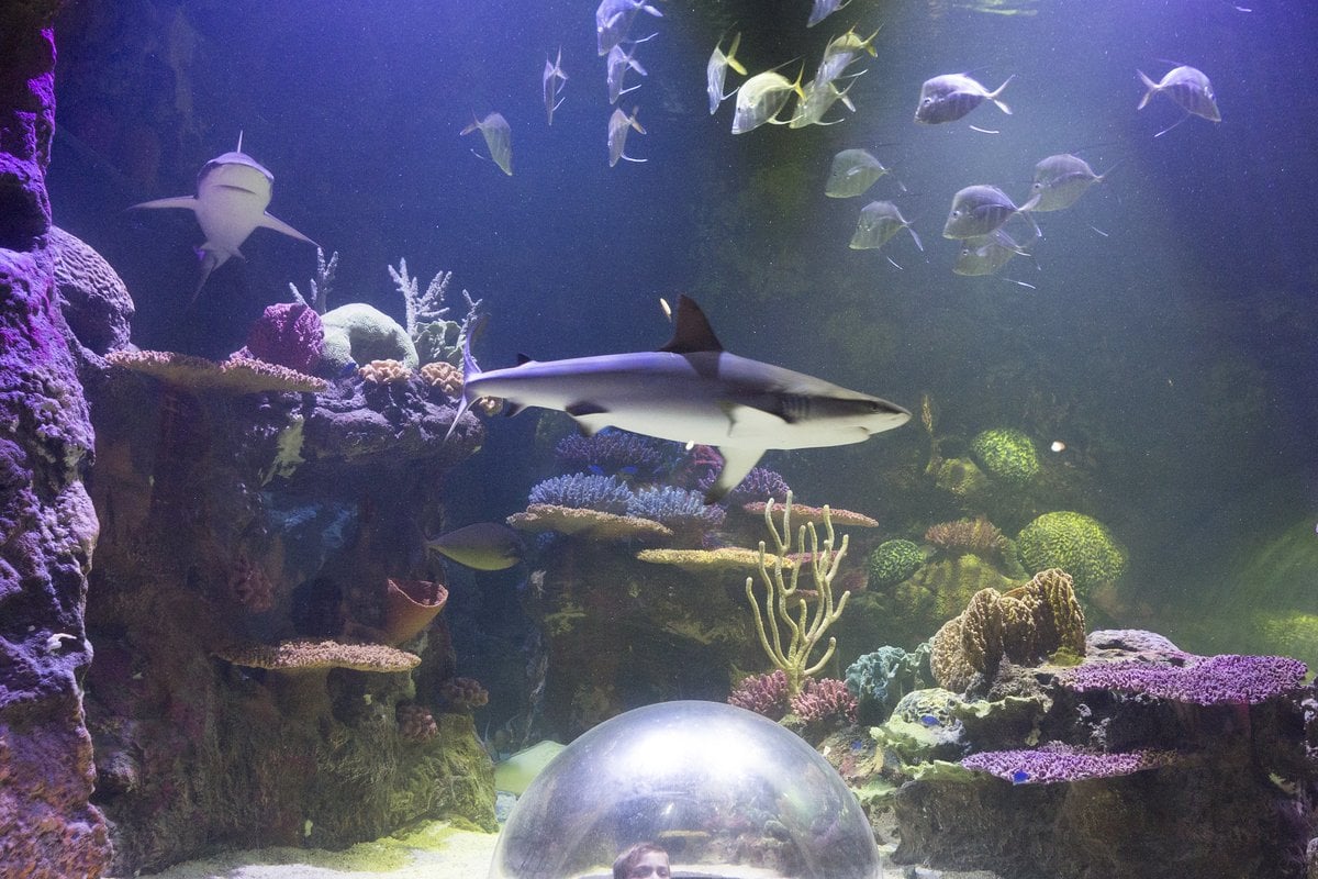 Shreveport Aquarium - Gallery Image 2